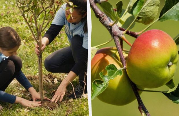 Які фруктові дерева садити восени, а які - навесні: садівники розкрили всі нюанси