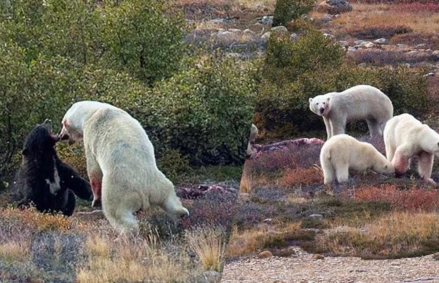 Бійка білого та чорного ведмедів: турист став свідком несподіваної події