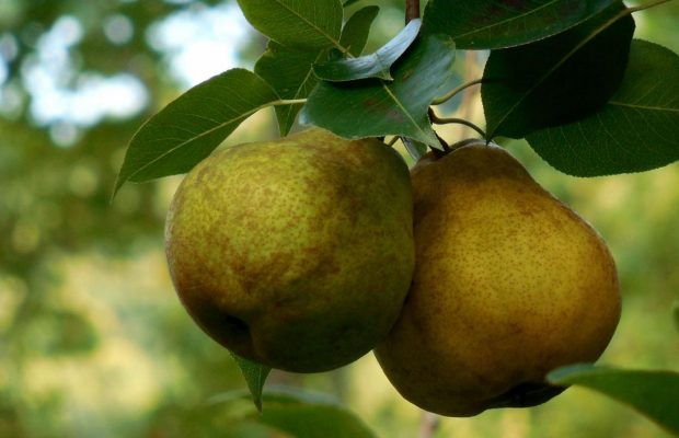 Професійні садівники розповіли правила посадки грушевих дерев восени