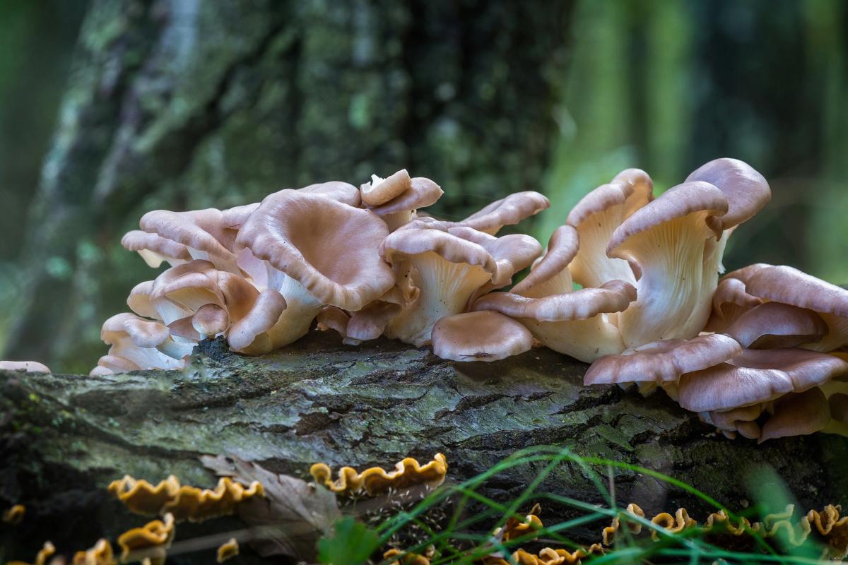 Какие грибы можно собирать в октябре Какие грибы можно собирать в октябре