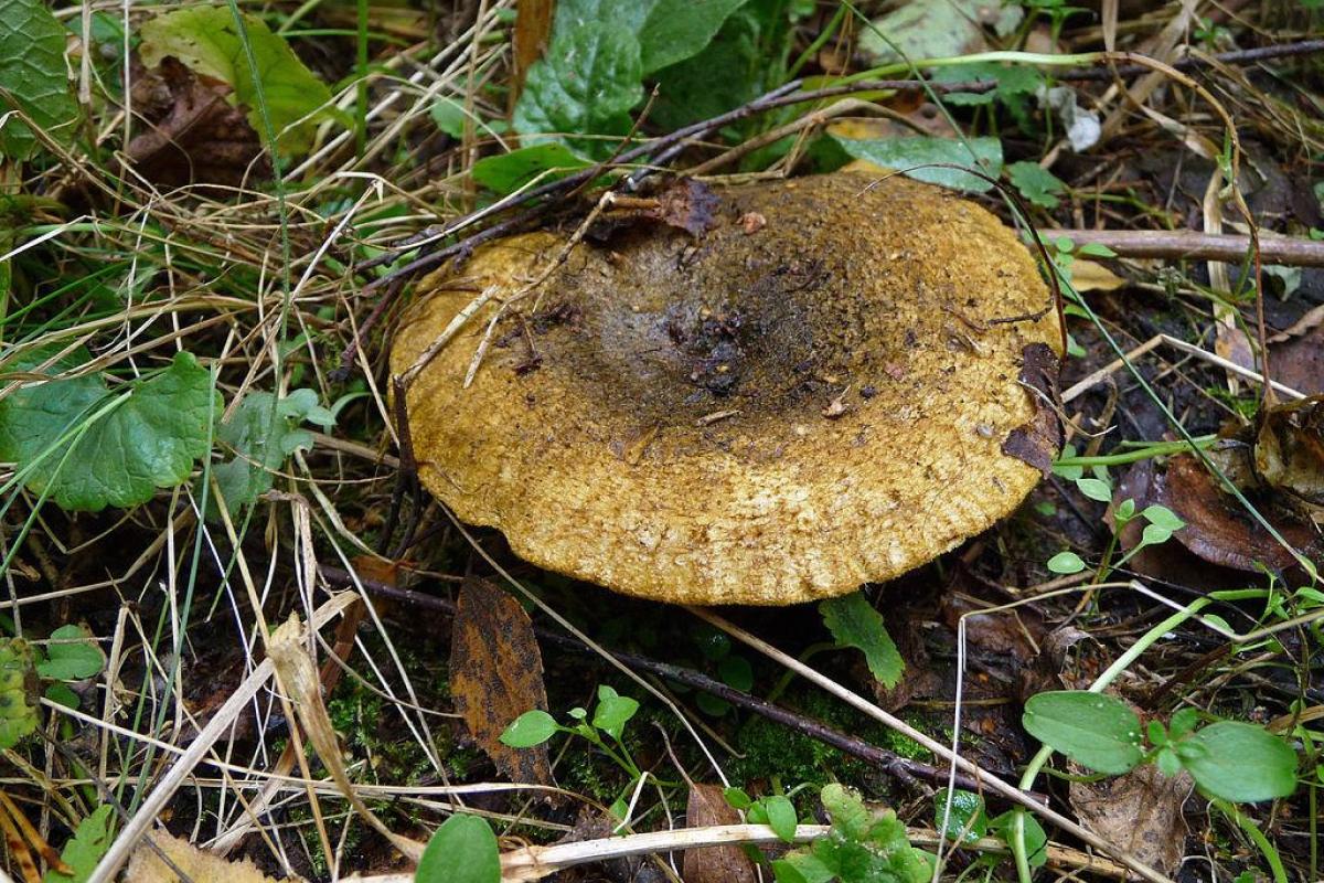 Какие есть съедобные грибы в октябре Какие есть съедобные грибы в октябре