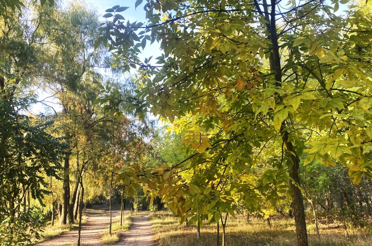 Эксперты назвали 9 вечнозеленых деревьев, которые никогда не следует сажать в своем саду