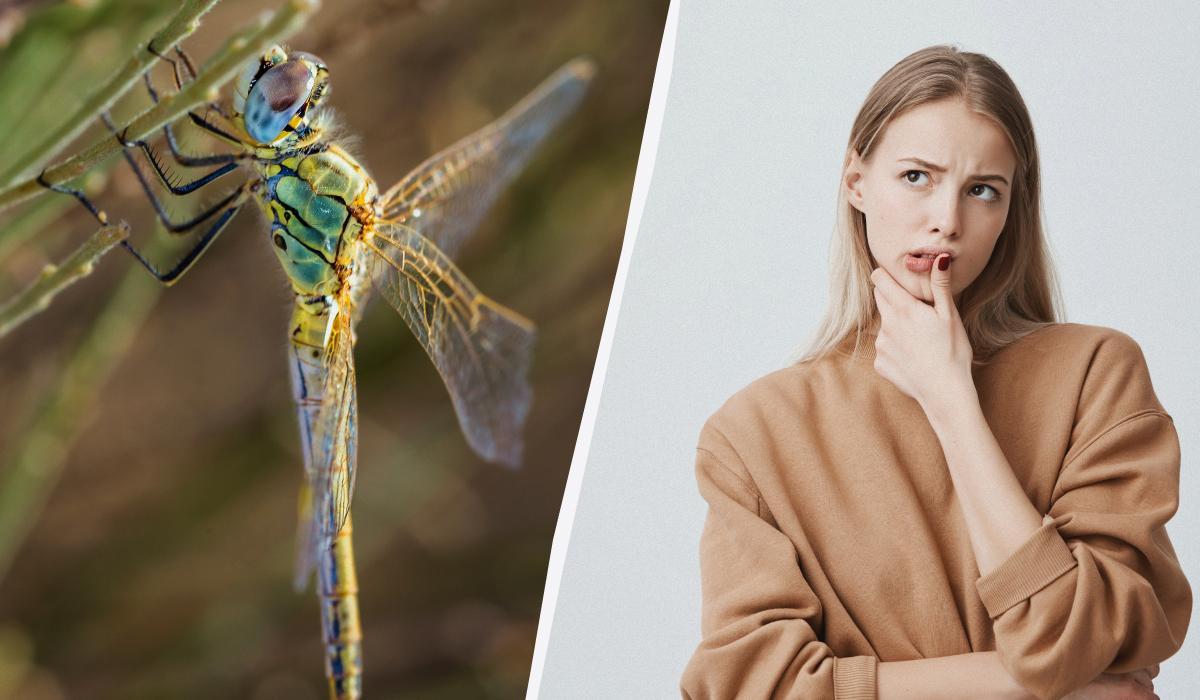 La Libellula Ucraina: Scopri il Vero Nome di questo Insetto e l'Importanza della Lingua Madre