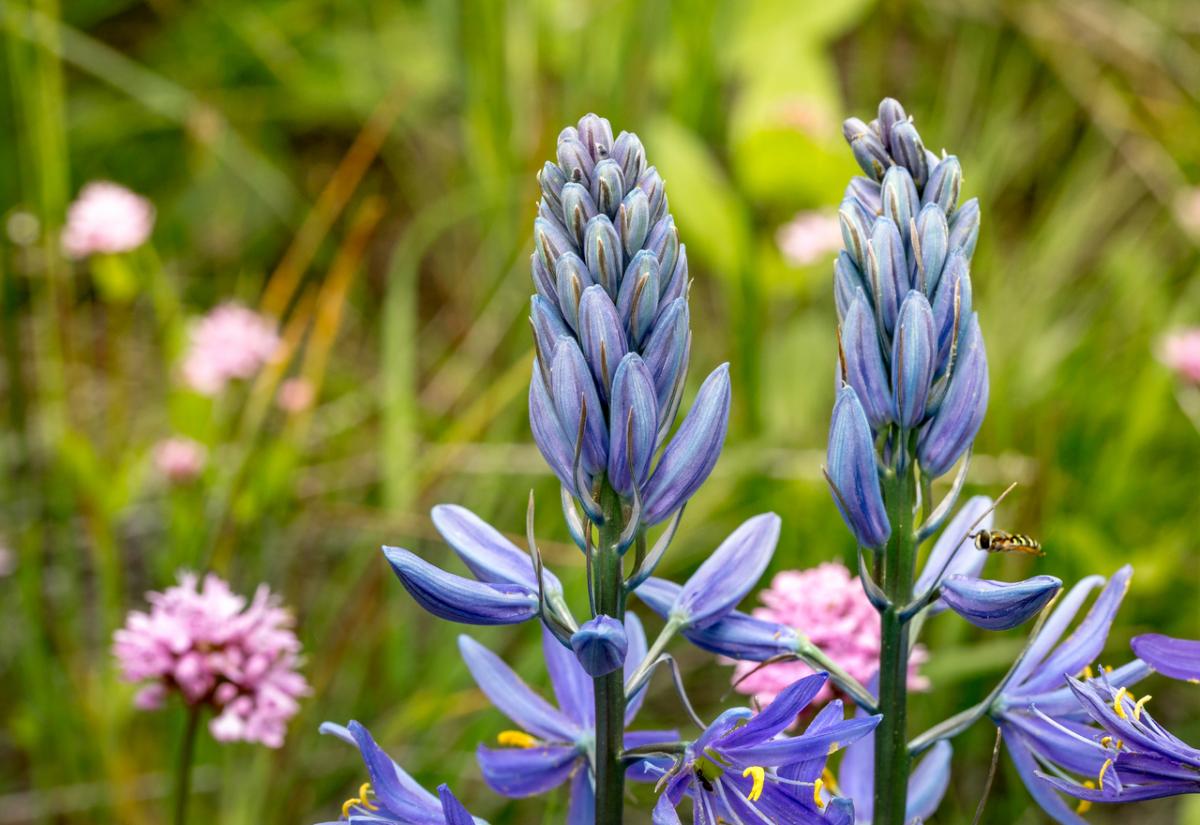 Не только тюльпаны: эти семь луковичных цветов стоит успеть посадить в октябре