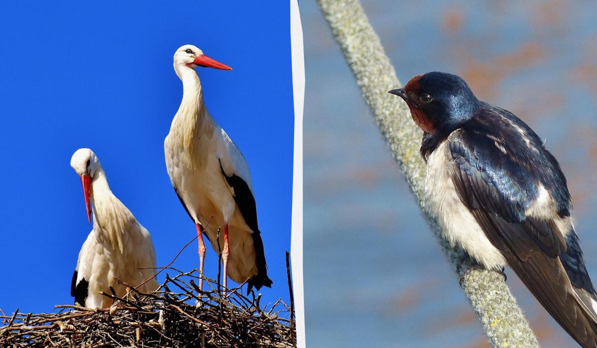 Долетели ли уже украинские птицы до теплых краев и где они осели на зиму: объяснение орнитолога