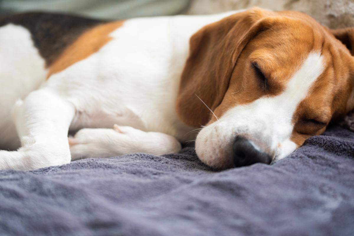 Можно ли гладить собаку, когда она спит: что говорят ветеринары