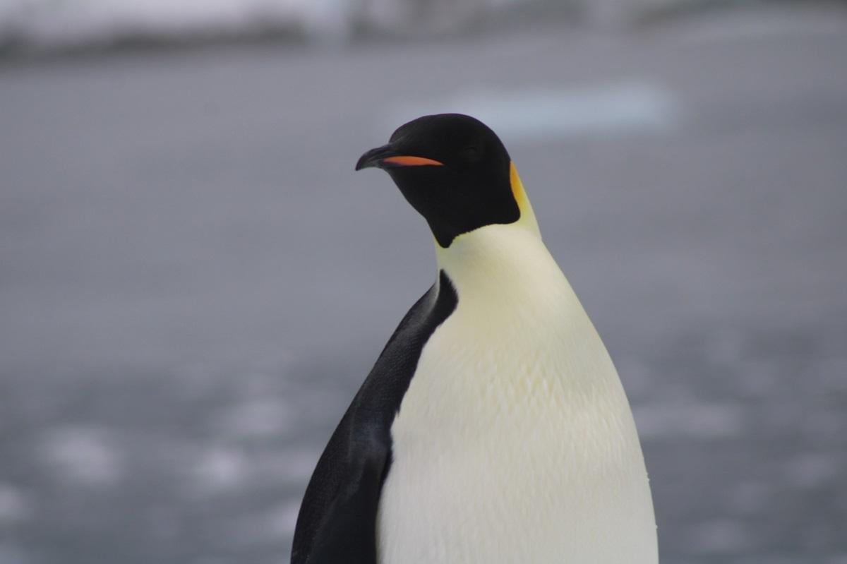 / фото - facebook.com/AntarcticCenter / фото - facebook.com/AntarcticCenter