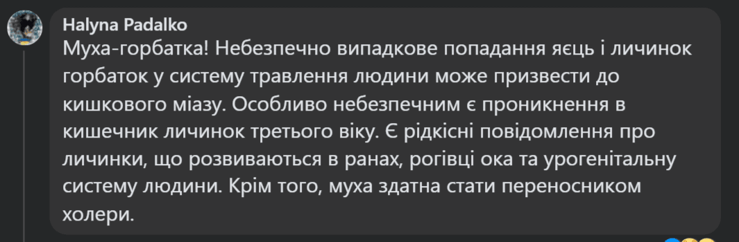 муха-горбатка муха-горбатка