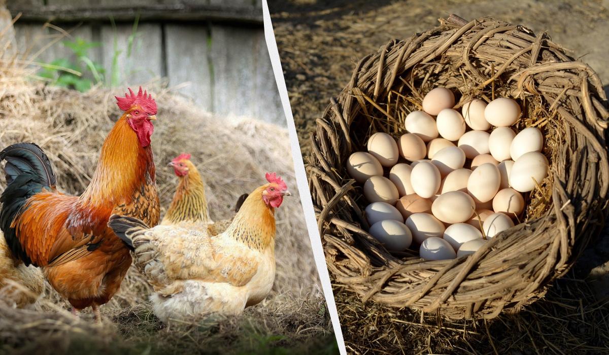 Come Mantenere la Produzione di Uova delle Galline in Autunno con Strategie Efficaci e Nutrizione Adeguata