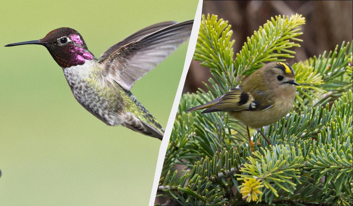 Il Regolo: la più piccola e affascinante specie di uccello in Ucraina e non solo