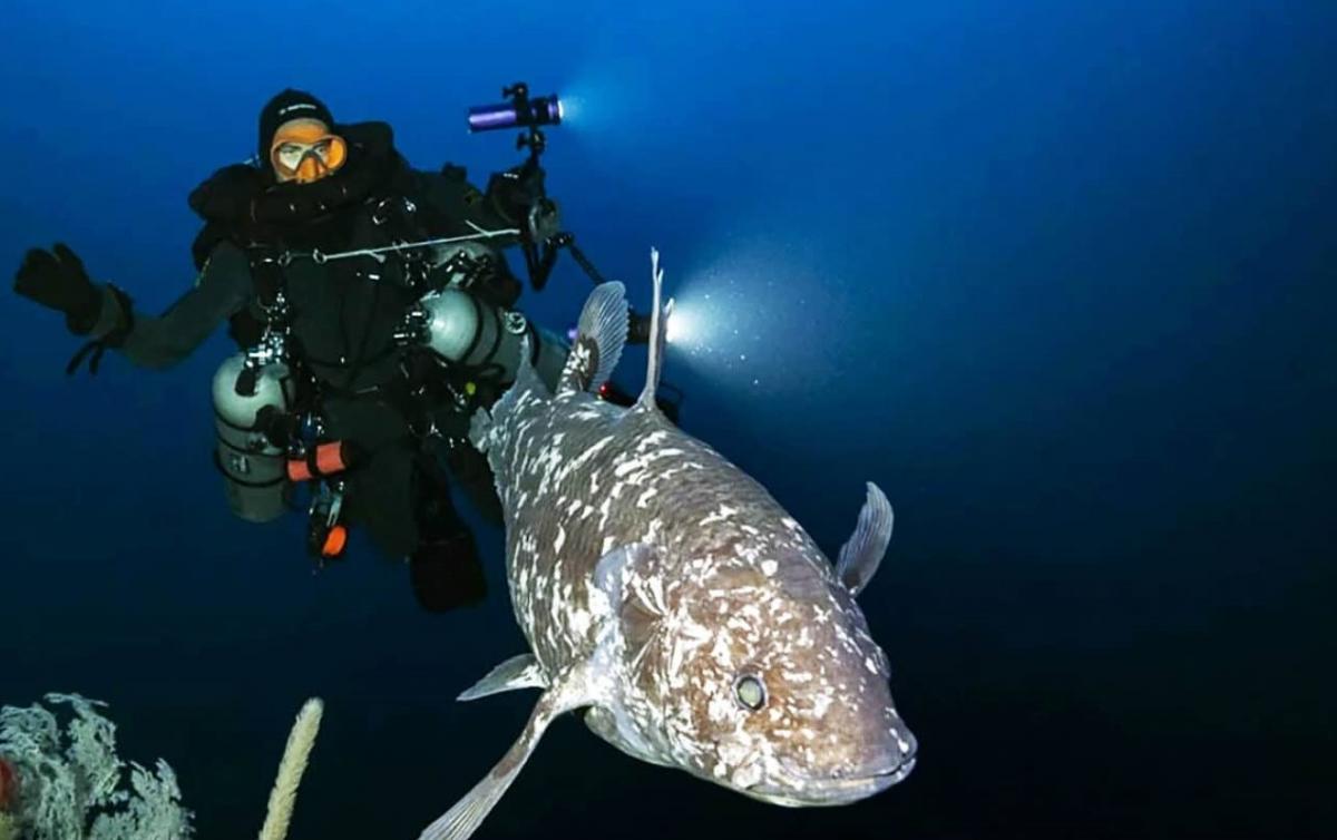 Ученые сделали первые фото доисторической рыбы, которую считали вымершей 70 млн лет назад