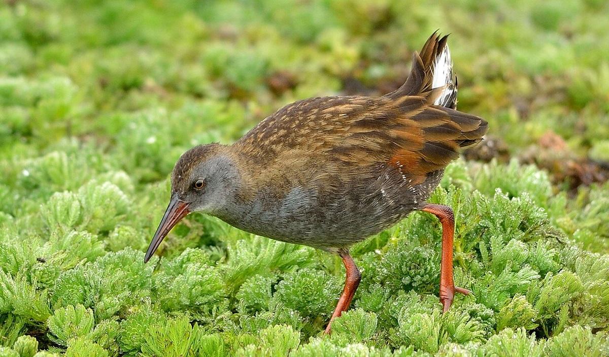 Хрюкает и ползает по болотам: орнитолог рассказал об одной из самых странных птиц в мире