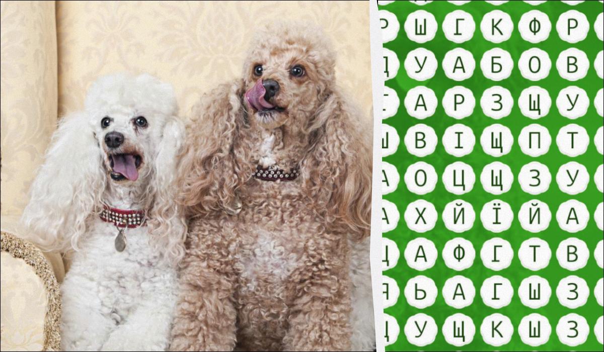 Mettiamo alla Prova le Tue Abilità Visive: Trova la Parola Pudel in 10 Secondi