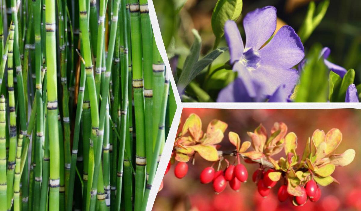 Какие декоративные растения лучше не сажать возле дома: эксперты назвали 10 нежелательных видов