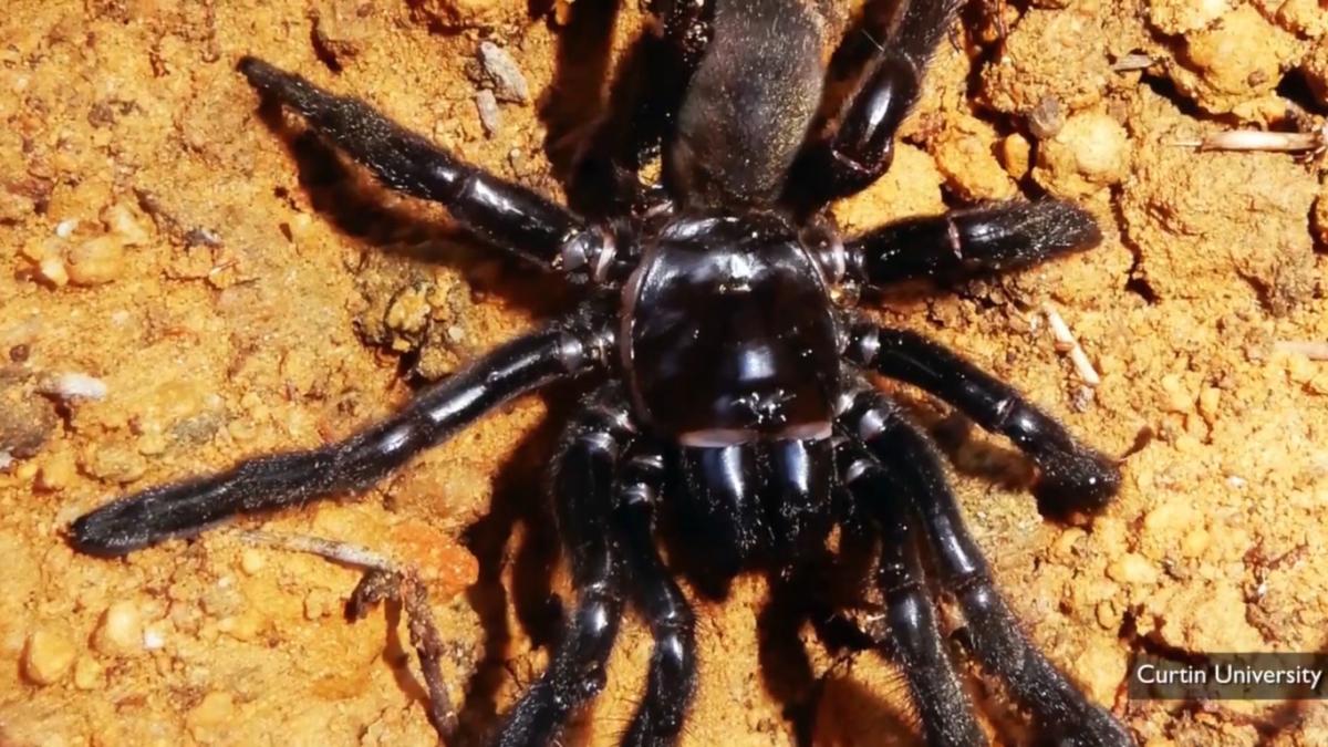 Самый старый в мире паук прожил 43 года и погиб не от старости: что о нем известно