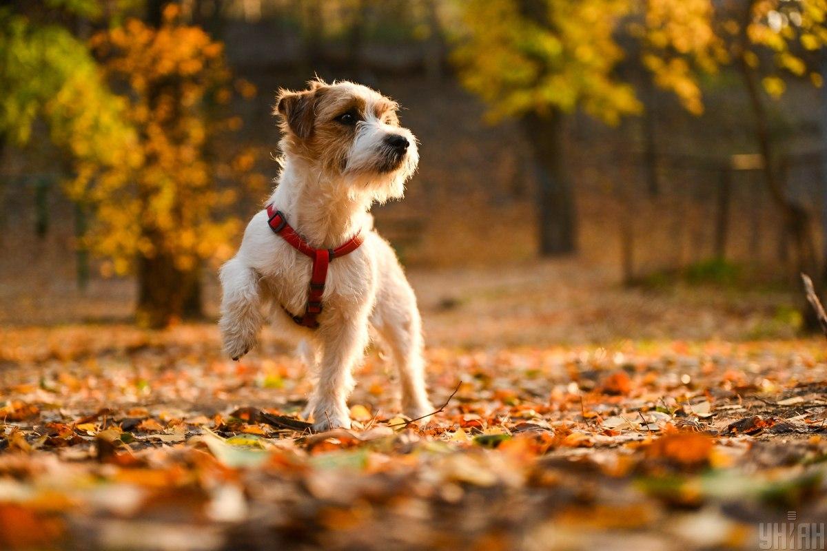 Сфото УНИАН