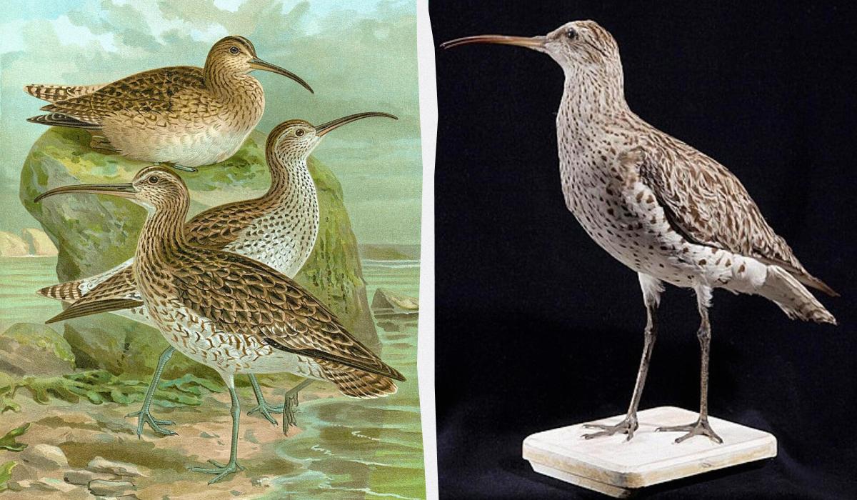 Некогда популярную птицу официально признали вымершей: что произошло