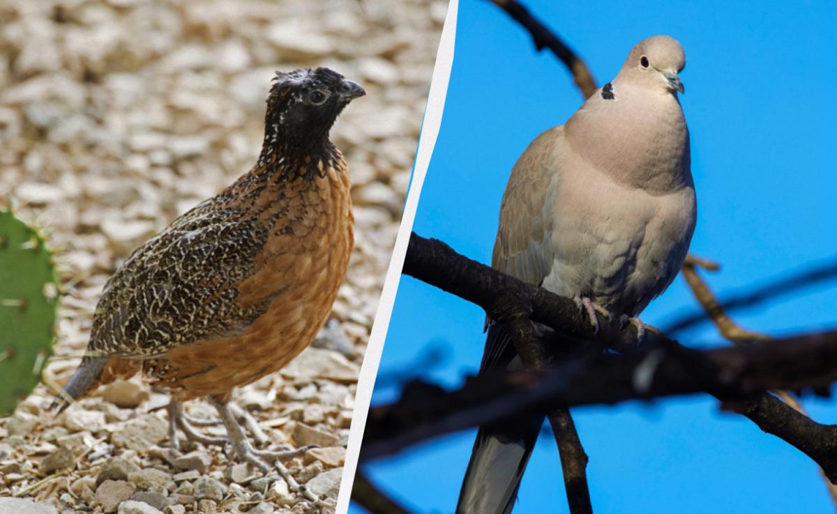 Пернатые "барометры": ученый назвал уникальных птиц, которые предсказывают изменение погоды в Украине