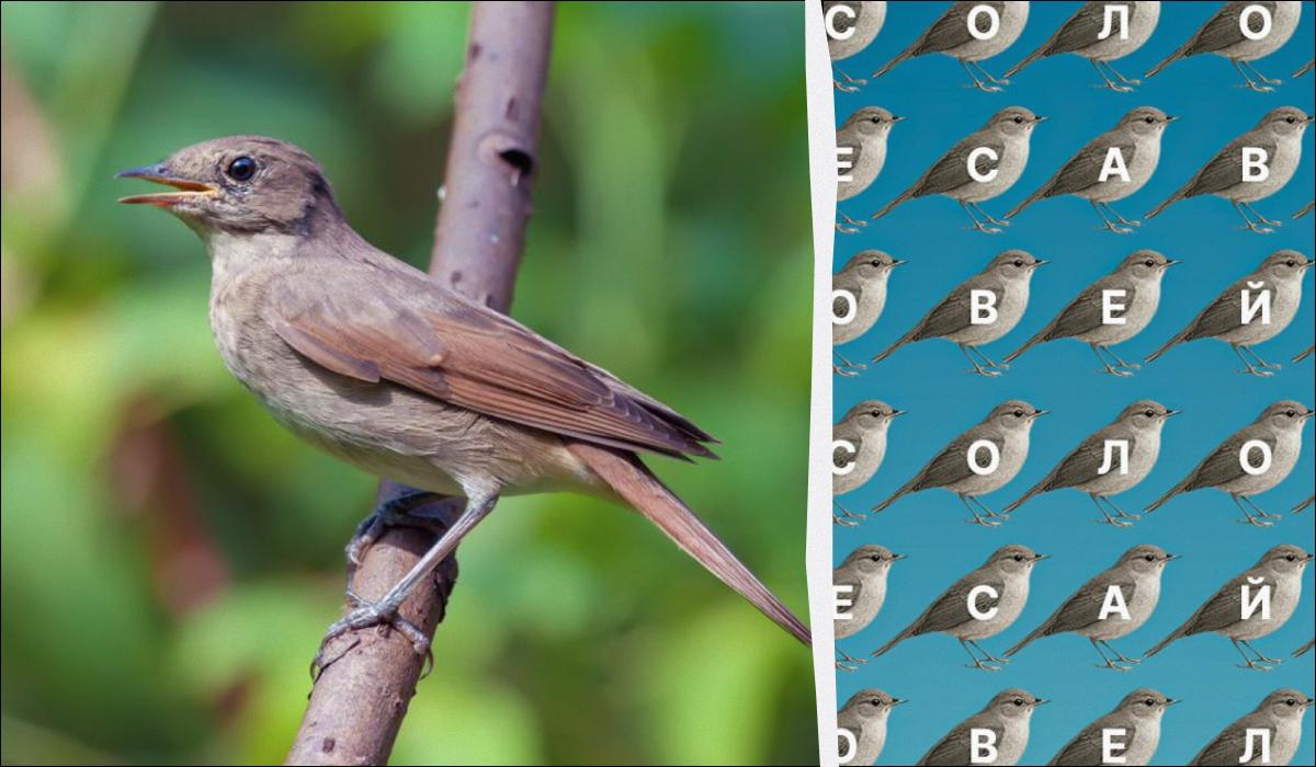 Только люди с глазами орла найдут слово "соловей" за 12 секунд: хитрая головоломка