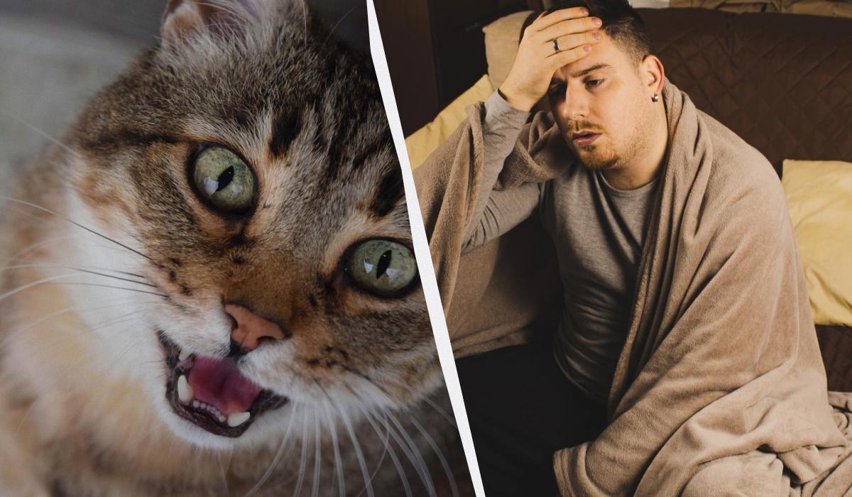 Почему кот кричит и будит в 5 утра: вредность не при чем - вот 5 реальных причин