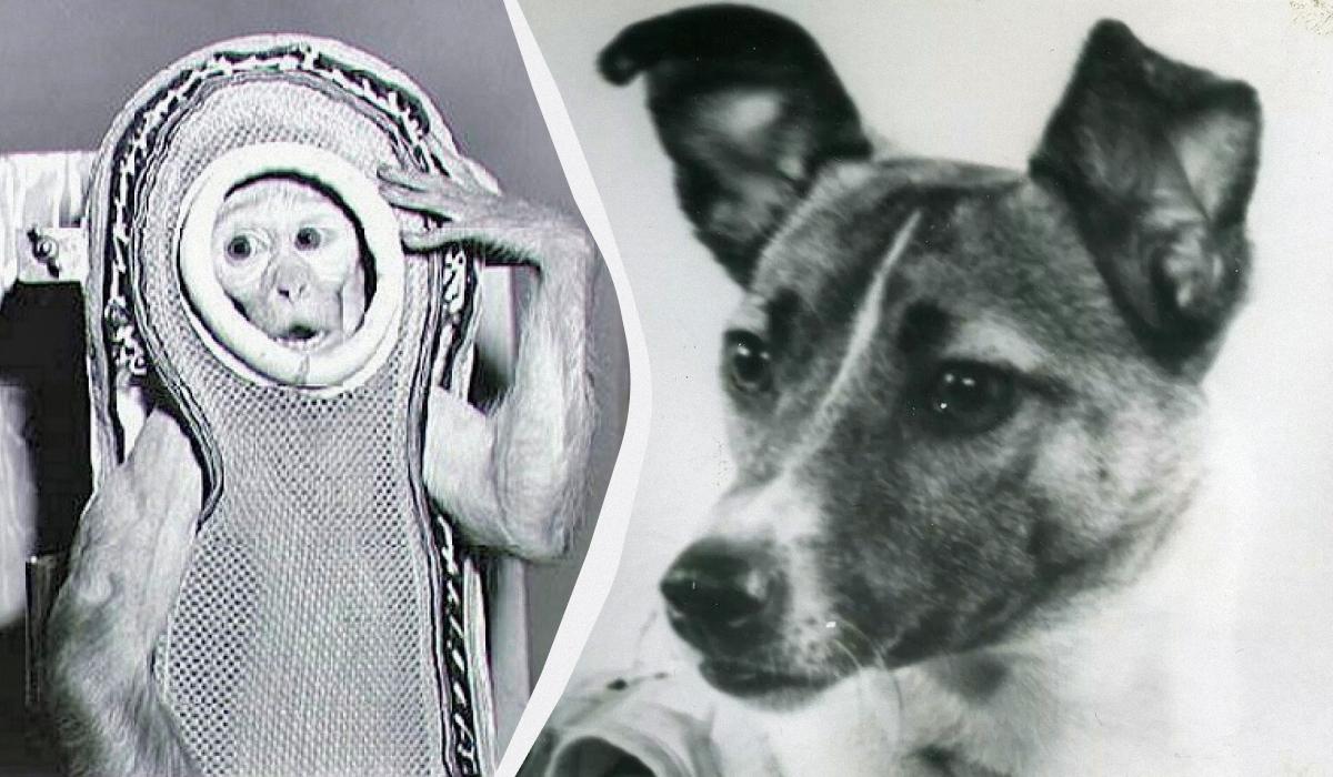 Некоторые из них так и не вернулись: названы 10 животных, которые побывали в космосе