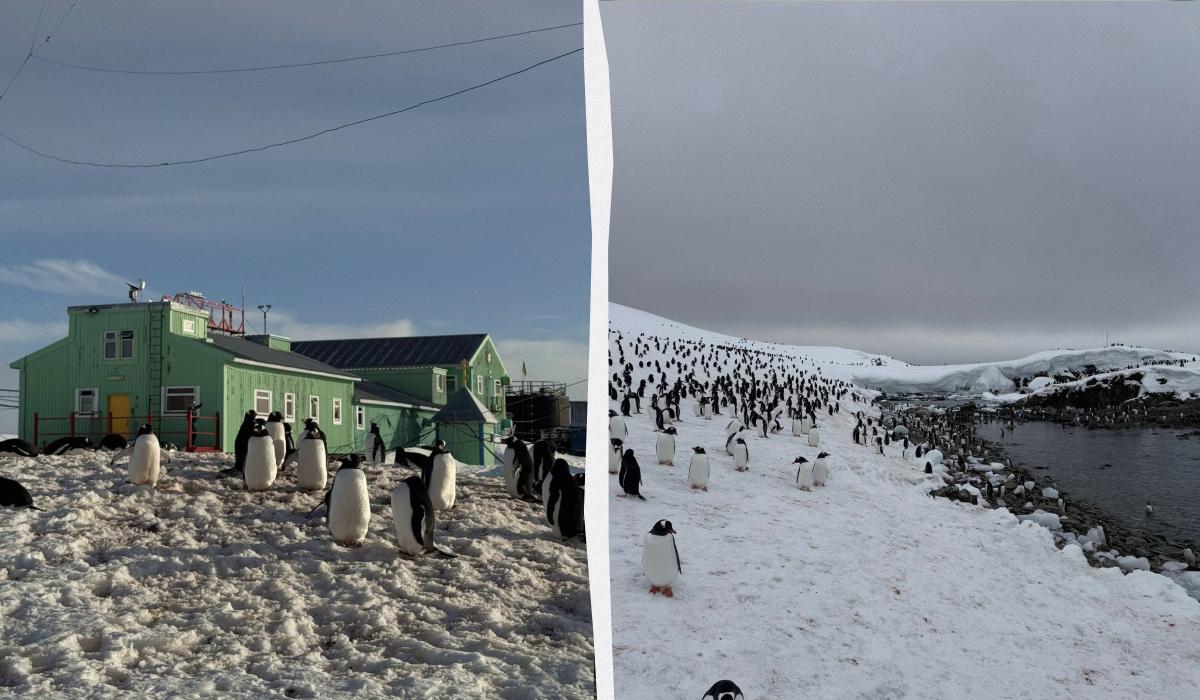 Invasione di pinguini in Antartide: 7000 uccelli assediano stazione di ricerca ucraina