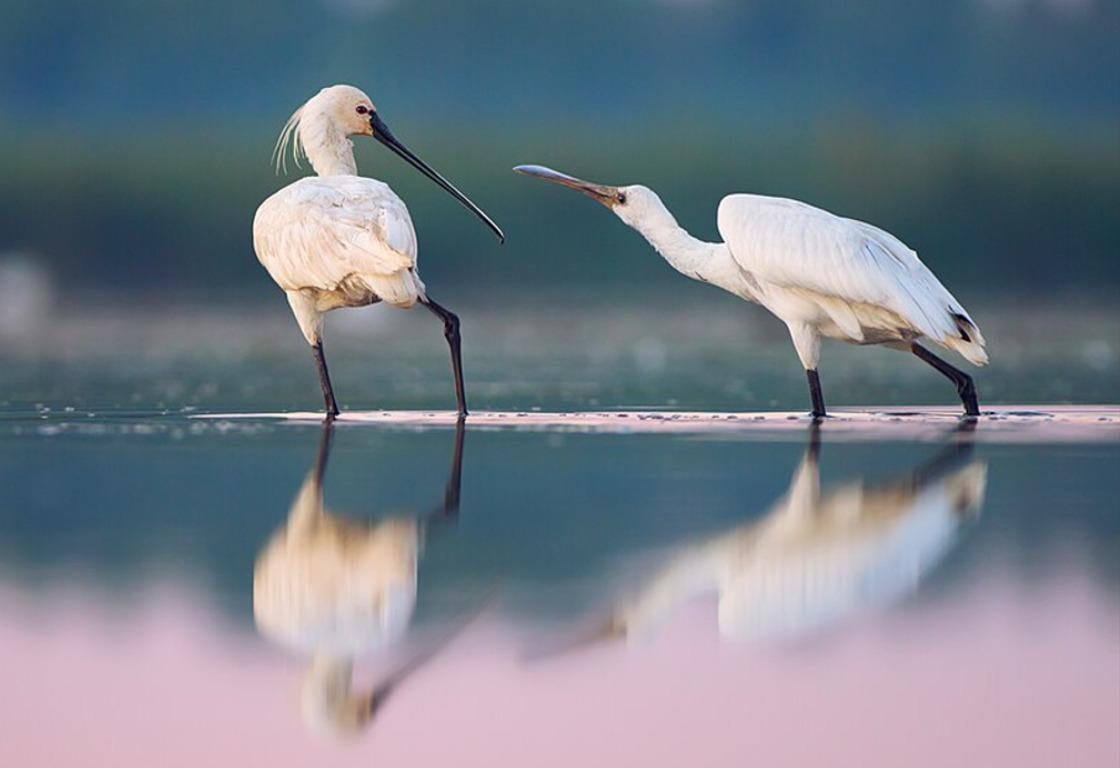 Косар / фото - Вікіпедія Косар / фото - Вікіпедія