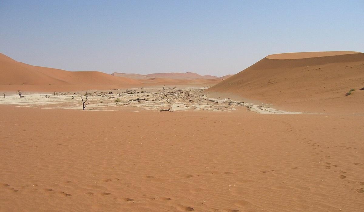 Этот жук способен выжить в одном из самых засушливых мест на Земле благодаря хитрому трюку