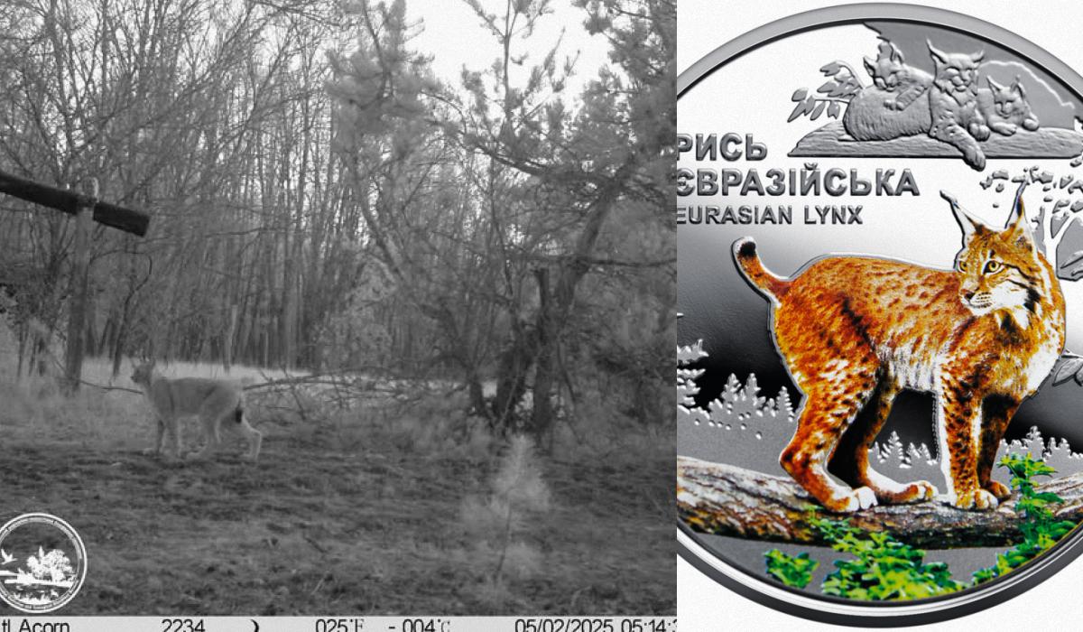 Incontro Rarefatto vicino a Chernobyl: Due Predatori in un Ambiente Estremo