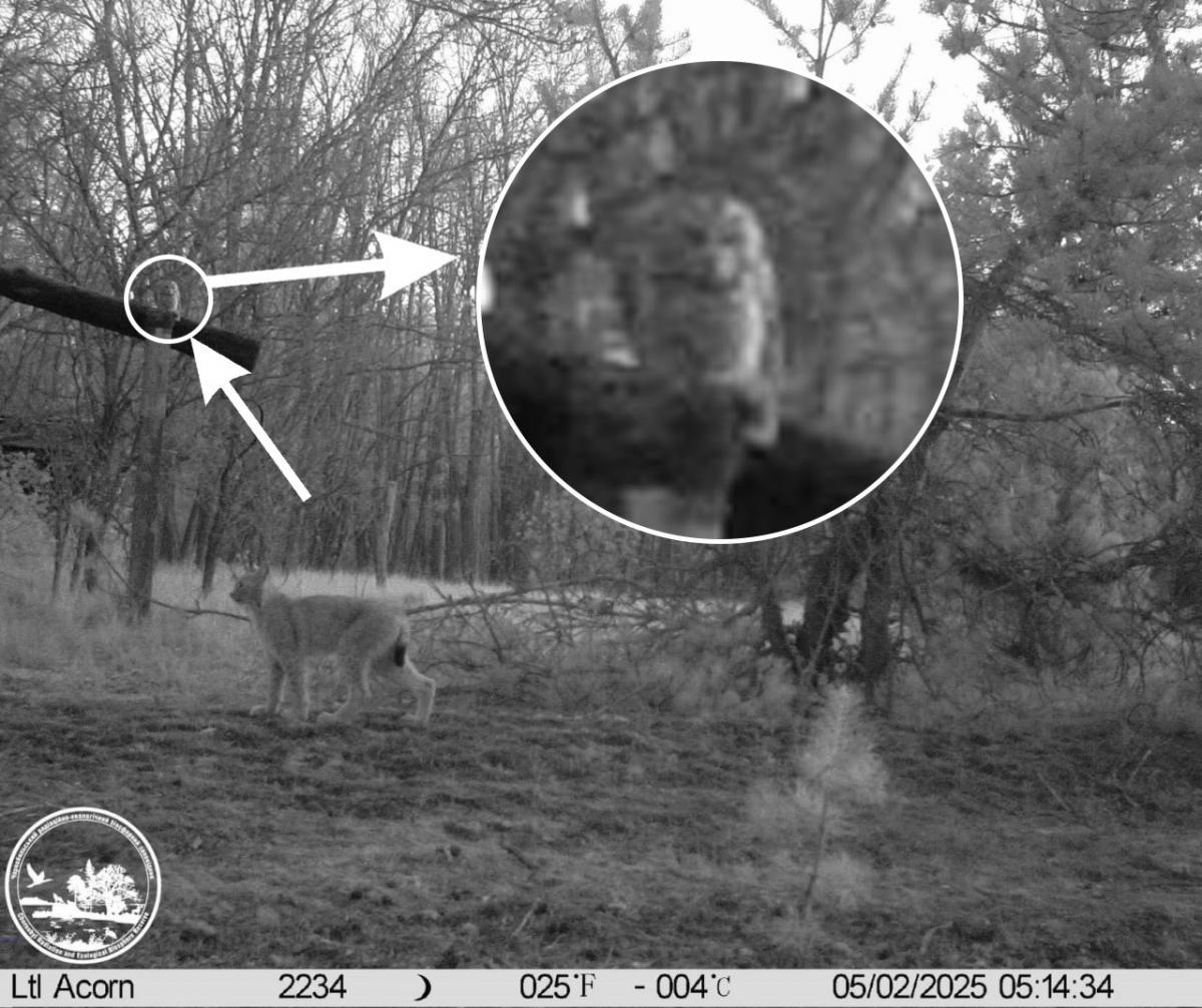 Возле Чернобыля фотоловушка зафиксировала редкую встречу двух хищников Возле Чернобыля фотоловушка зафиксировала редкую встречу двух хищников