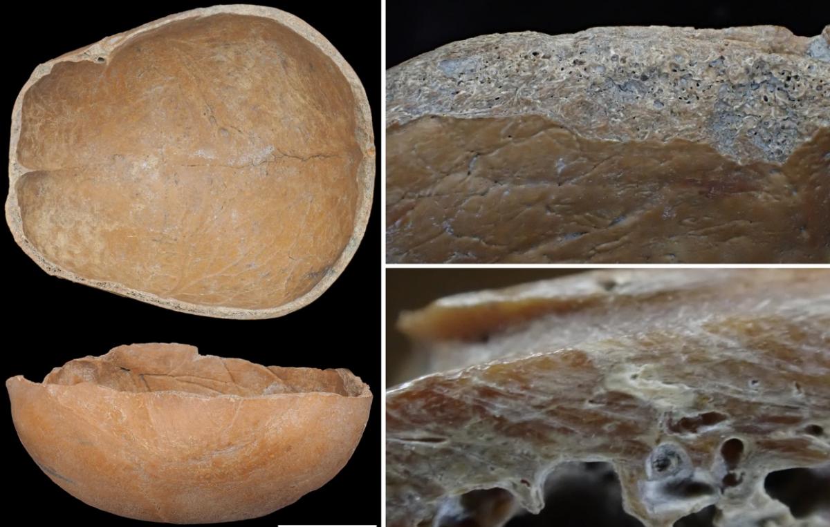 Фото Савада, Scientific Reports Фото Савада, Scientific Reports