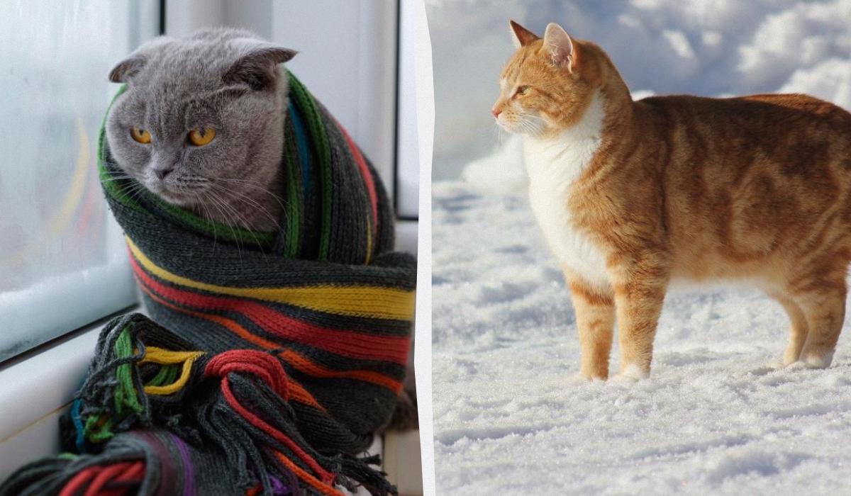 Proteggere i Nostri Amici a Quattro Zampe dal Freddo: Consigli e Precauzioni per la Salute dei Gatti durante l'Inverno