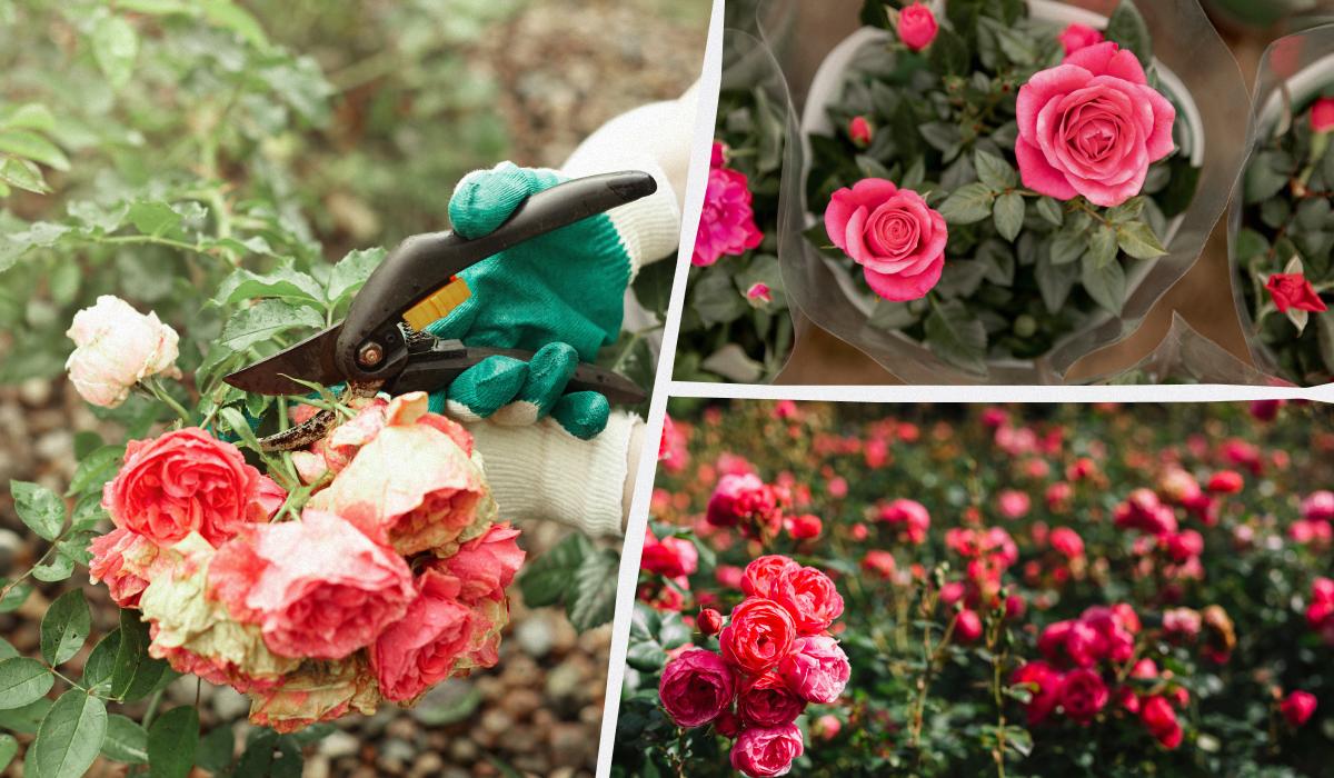 Как из одной розы вырастить целую клумбу: способ, который сработает даже у новичков