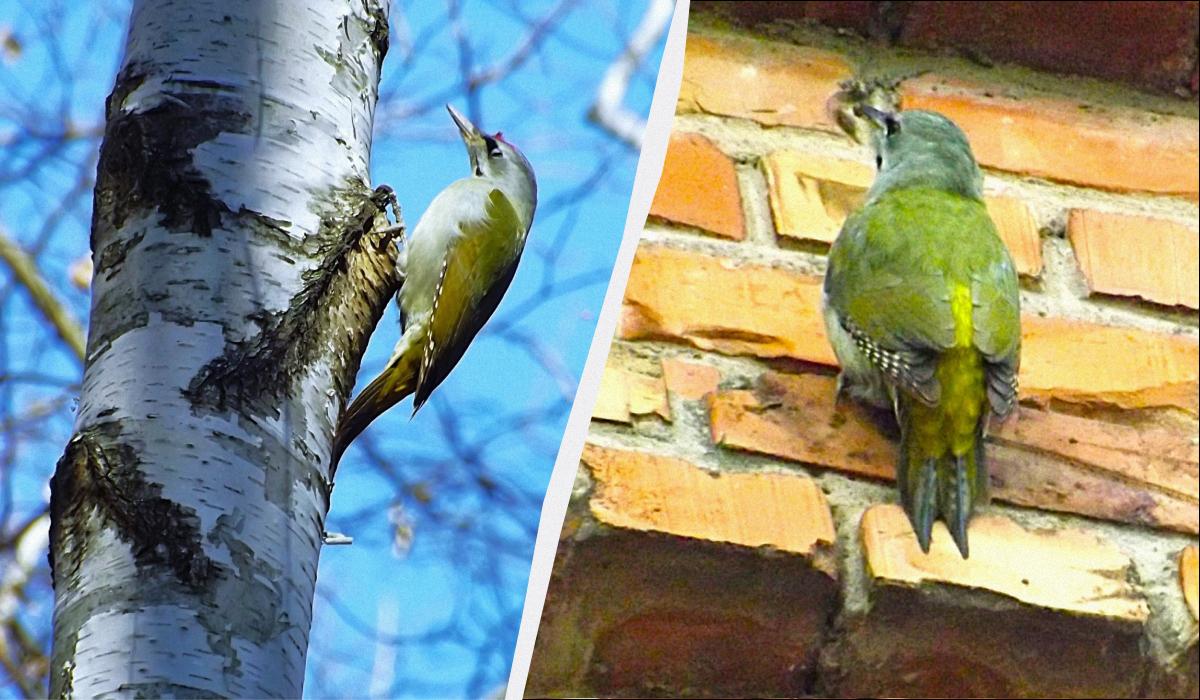 В Украине живет очень редкий дятел зеленого цвета: его мало кто видел