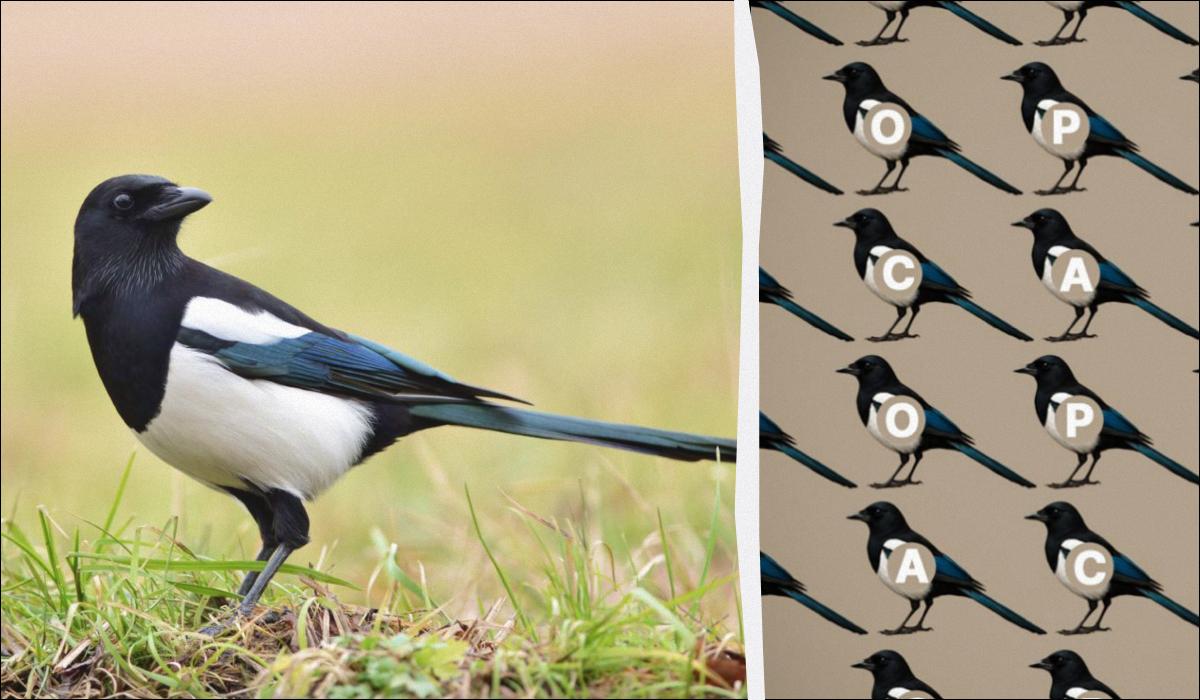 Sfida di Intelligenza: Trova la Parola "Corvo" in Soli 9 Secondi