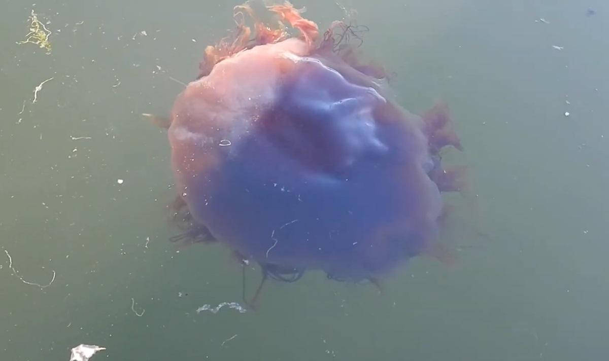 Il Misterioso Mostro Marino di Enormi Dimensioni: Una Storia di Mito e Scienza