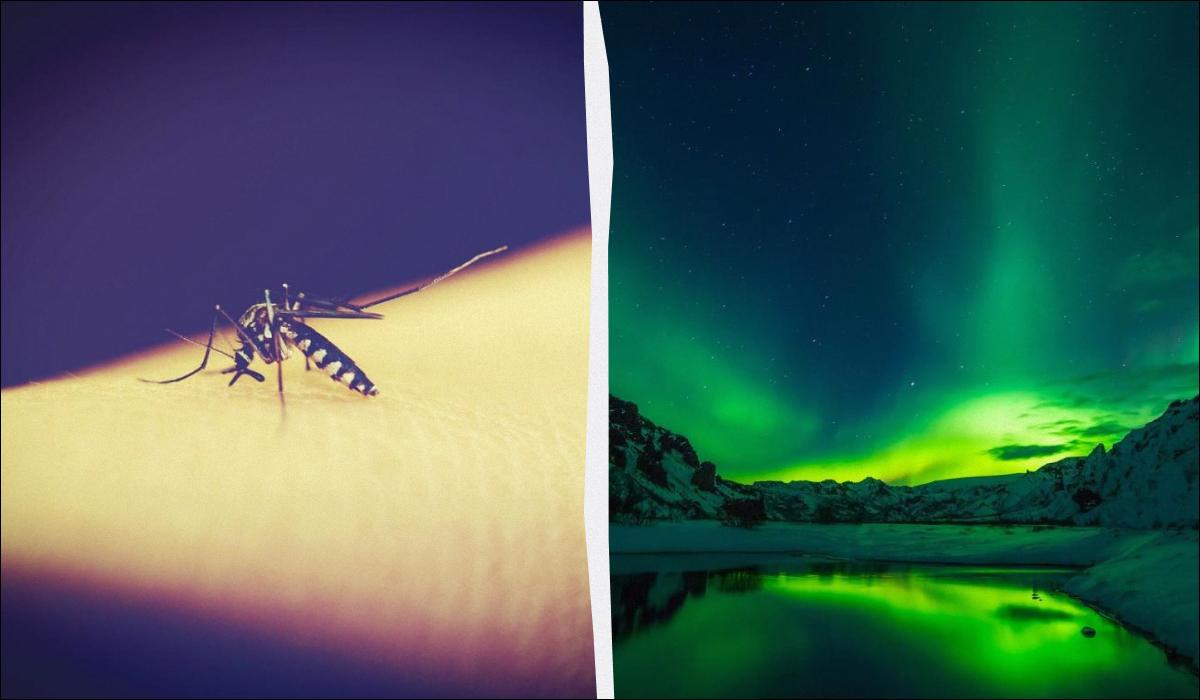 Комары впервые в истории добрались до Исландии: ученые объяснили, что это значит
