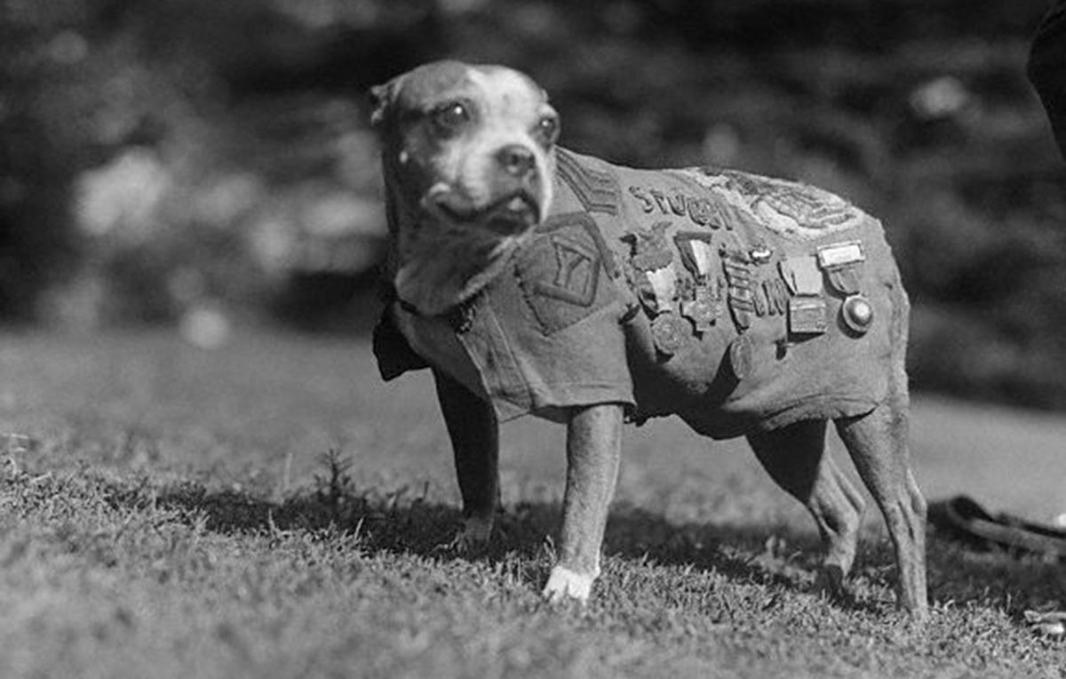 Из дворняги в героя войны: что известно о единственной в истории собаке со званием сержанта