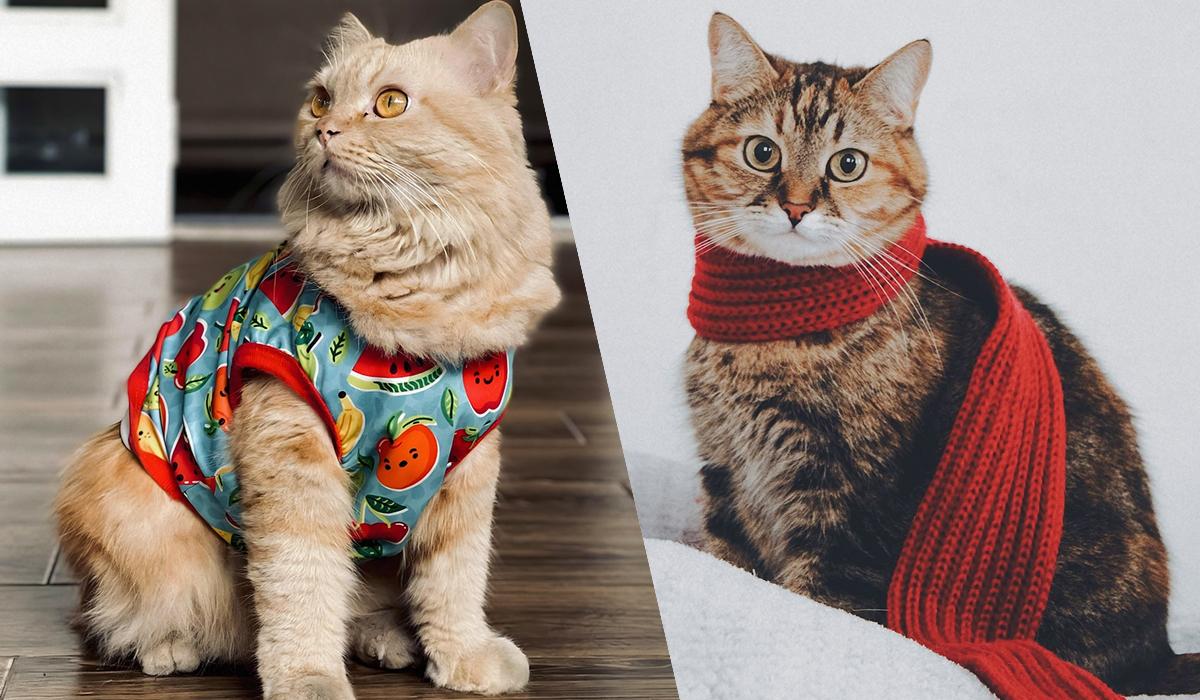 Нужны ли котам свитера: ветеринар ответил на популярный вопрос