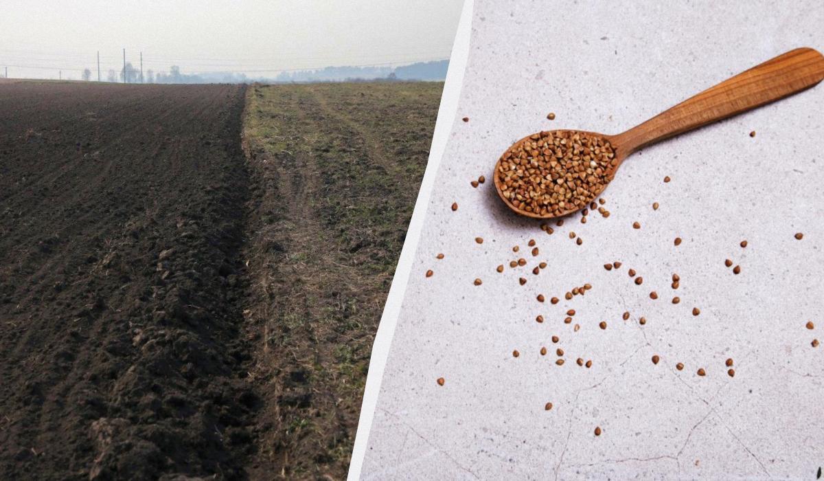 В Украине сокращаются посевы гречки: ждать ли украинцам дефицита крупы