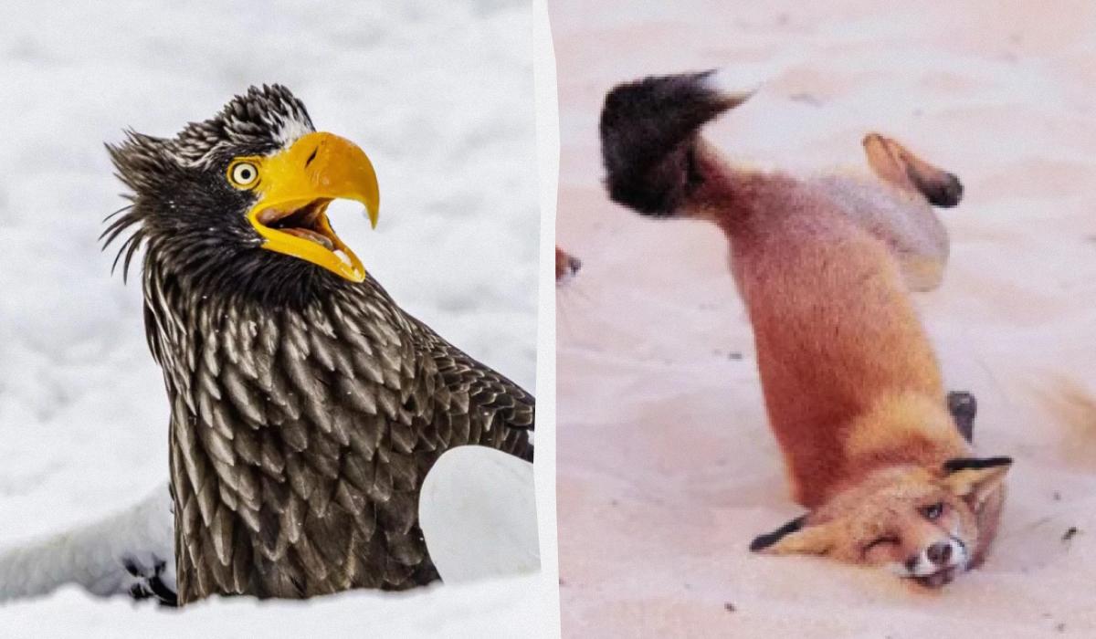 "Дикие танцы" и не только: выбраны самые забавные фото дикой природы в 2025 году