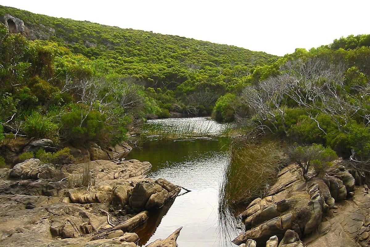 Scoperta in Australia: il parente in miniatura del canguro a rischio di estinzione a causa degli incendi del 2020