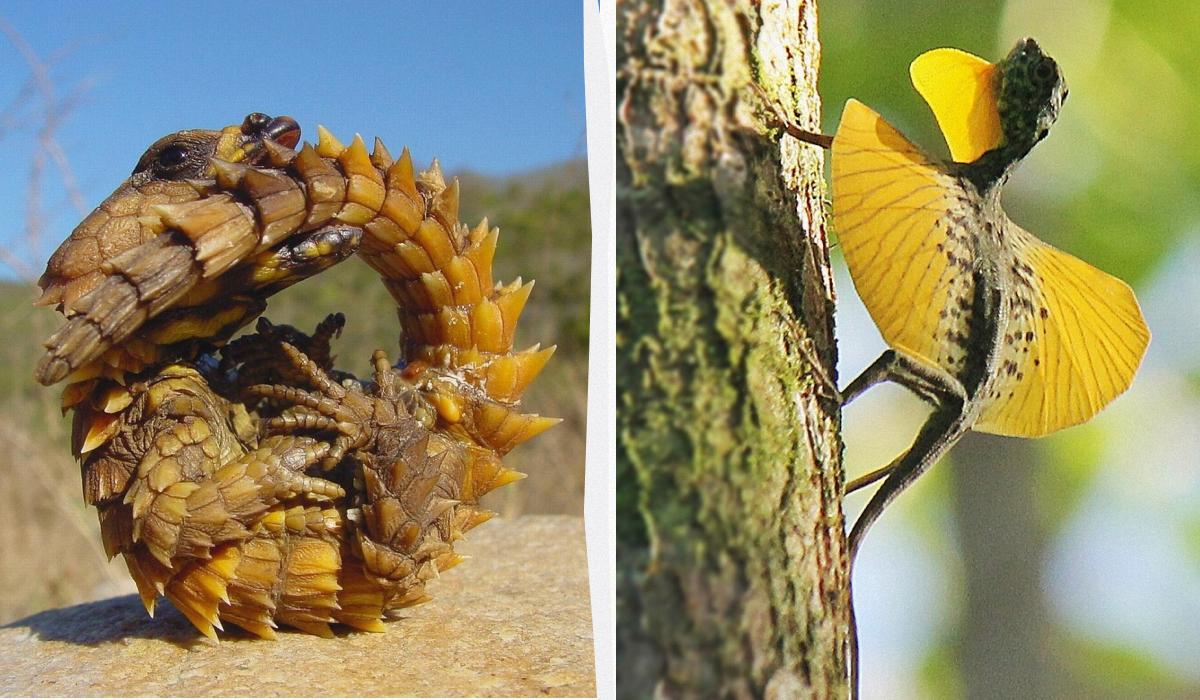 Как из фантастических фильмов: как выглядят 7 самых странных ящериц в мире