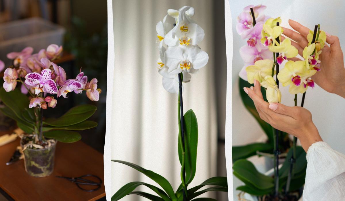 Tecniche di cura per far fiorire le orchidee: consigli del capo giardiniere dei Giardini Smithsonian 

Approfondimento
Le orchidee sono note per la loro bellezza e delicatezza, ma possono essere anche piuttosto difficili da curare. Tuttavia, con le giuste tecniche e attenzioni, è possibile farle fiorire regolarmente.

Possibili Conseguenze
Se le orchidee non vengono curate correttamente, possono perdere la loro capacità di fiorire. Ciò può essere dovuto a una serie di fattori, come la mancanza di luce, acqua o nutrienti.

Opinione
Secondo il capo giardiniere dei Giardini Smithsonian, la cura delle orchidee richiede attenzione e dedizione. Tuttavia, con le giuste tecniche, è possibile farle fiorire regolarmente e godere della loro bellezza.

Analisi Critica dei Fatti
La capacità di far fiorire le orchidee regolarmente dipende da una serie di fattori, tra cui la luce, l'acqua, i nutrienti e la temperatura. È importante comprendere le esigenze specifiche delle orchidee per poterle curare correttamente.

Relazioni con altri fatti
La cura delle orchidee è strettamente legata alla comprensione delle loro esigenze biologiche. Ciò richiede una conoscenza approfondita delle condizioni ambientali e delle tecniche di cura più efficaci.

Contesto storico
Le orchidee sono state coltivate per secoli per la loro bellezza e rarità. Tuttavia, solo recentemente si è sviluppata una comprensione più approfondita delle loro esigenze biologiche e delle tecniche di cura più efficaci.

Fonti
Fonte: Smithsonian