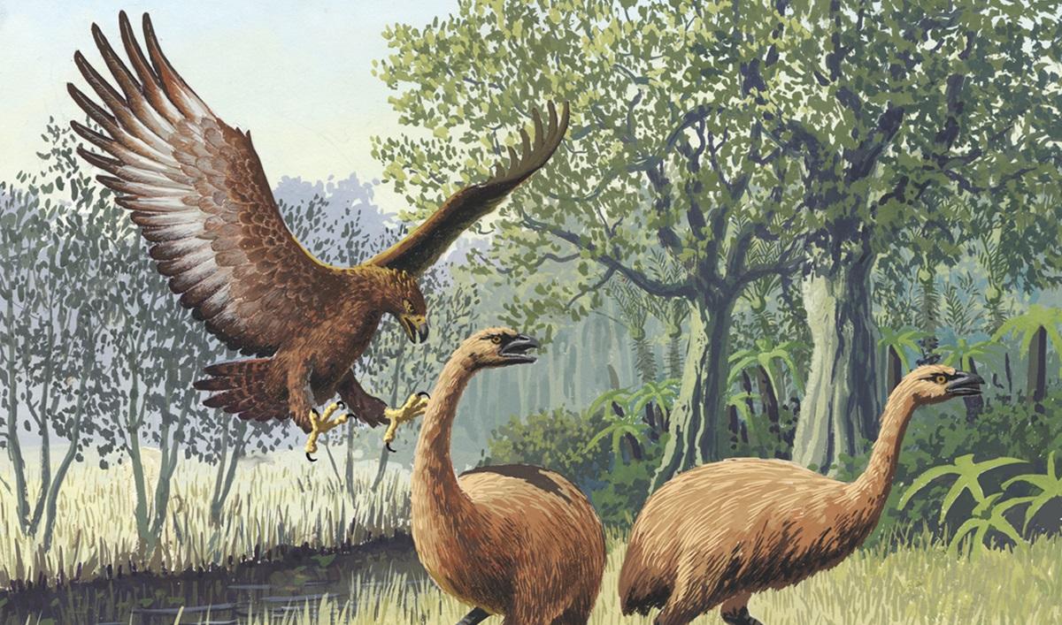 Орел Хааста был грозным хищником / фото - wikimedia.org/PLoS Biology Орел Хааста был грозным хищником / фото - wikimedia.org/PLoS Biology
