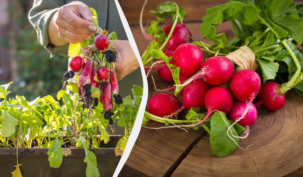 Можно ли выращивать редиску в горшке Можно ли выращивать редиску в горшке