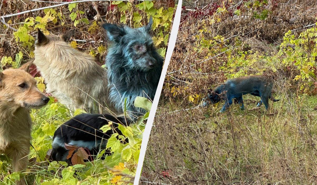 В районі Чорнобиля зафіксували синіх собак: дослідники припустили, що сталося В районі Чорнобиля зафіксували синіх собак: дослідники припустили, що сталося