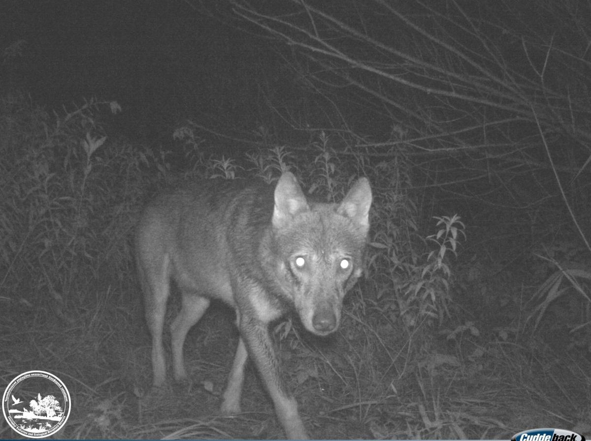 Погляд вовка був спрямований прямо на об'єктив камери / Фото: facebook.com/zapovidnyk2018 Погляд вовка був спрямований прямо на об'єктив камери / Фото: facebook.com/zapovidnyk2018