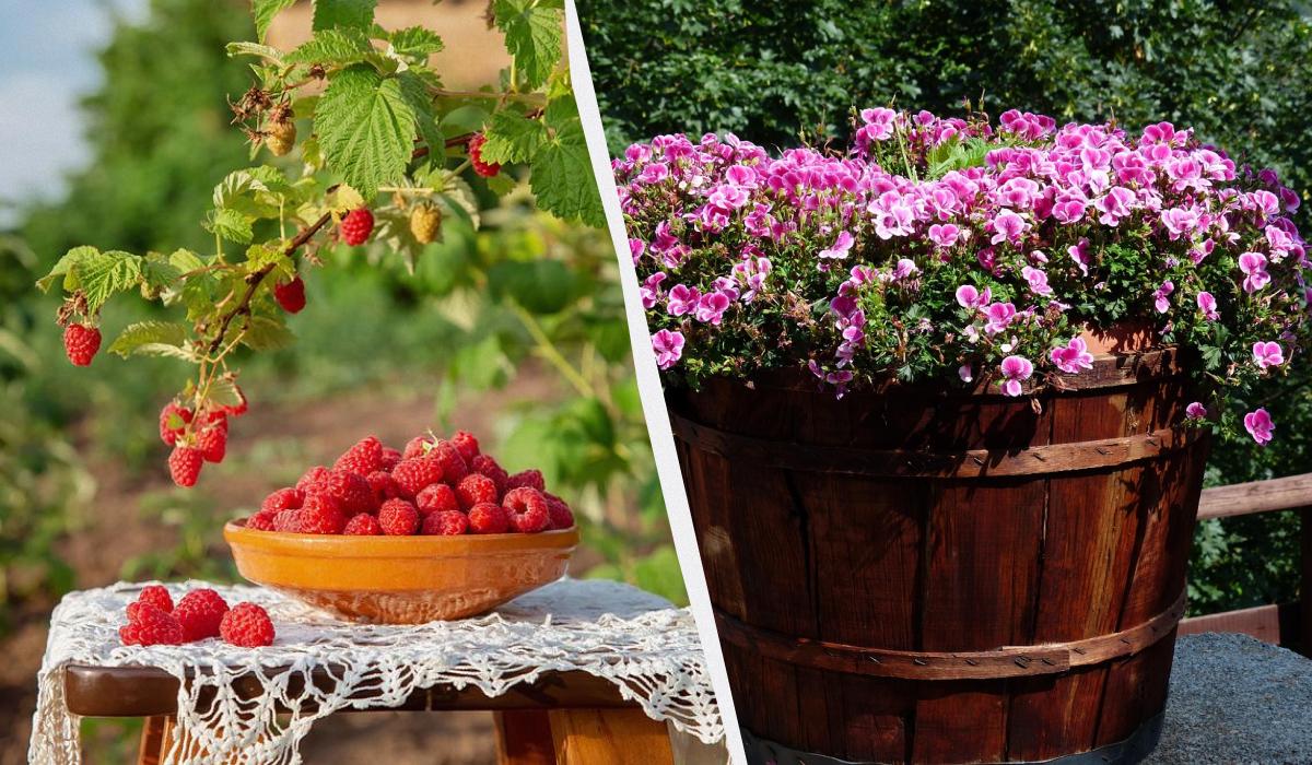 Piantare con Successo a Novembre: 7 Piante Ideali per il Tuo Giardino