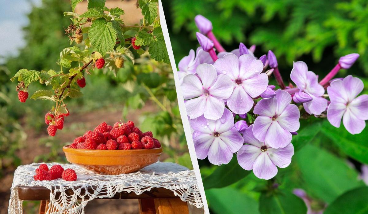 что посадить в ноябре что посадить в ноябре